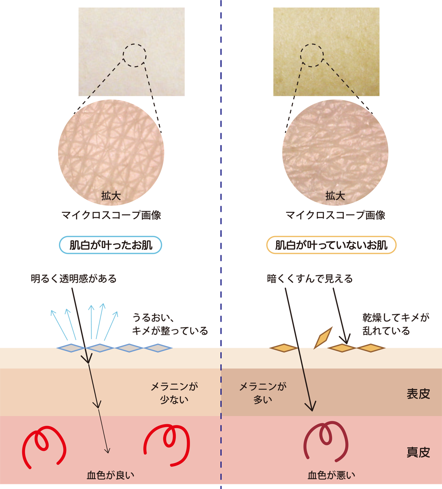 サイトアルバ | ヒノキ新薬株式会社