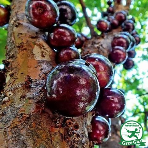 ジャボチカバ 苗 【四季成り 大実 ジャボチカバ】 ポット苗 : 苗木の