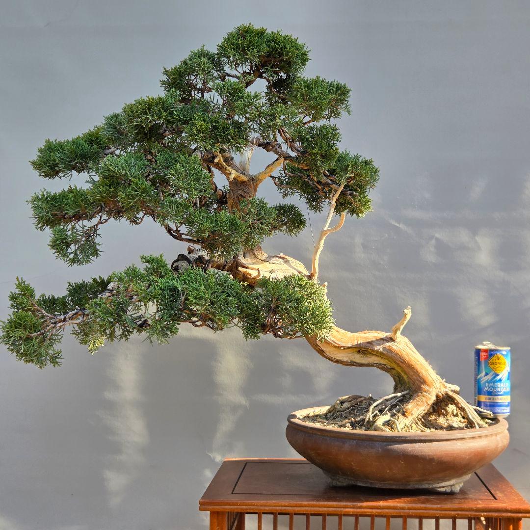 真柏　[斜幹木]　大品盆栽