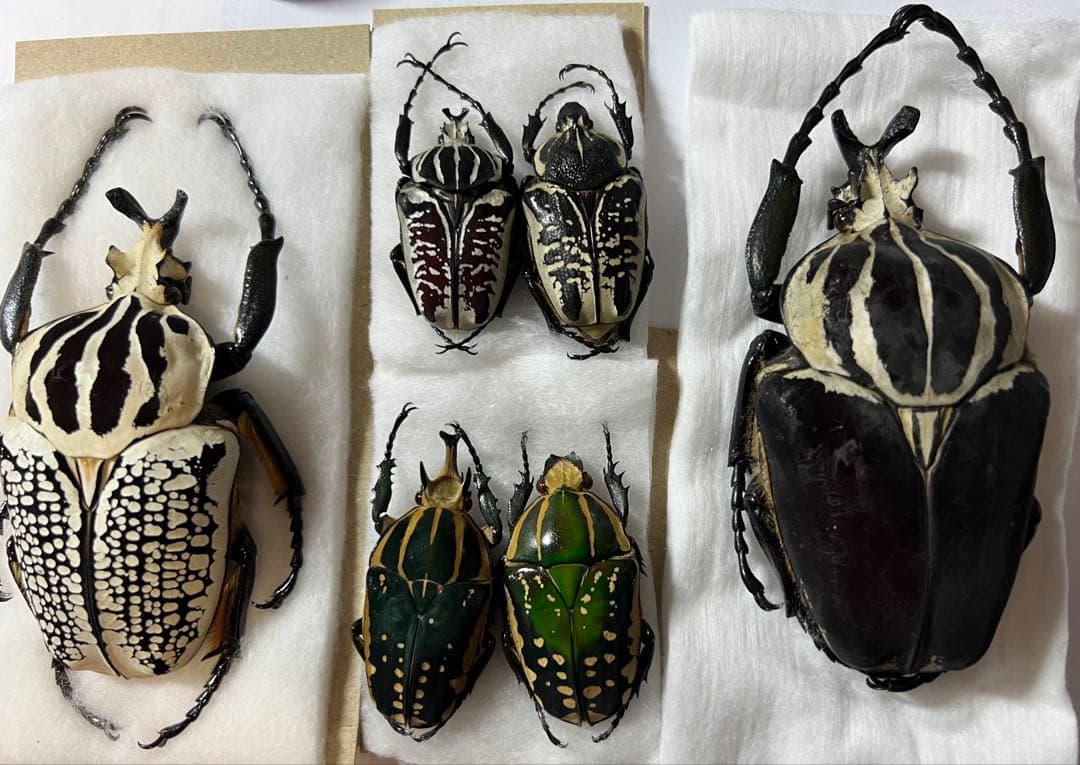 タカオチビゴミムシの通販はau PAY マーケット - 輸入雑貨のネット